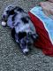 Australian Shepherd Puppies for sale in Beech Grove, IN, USA. price: $500