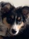 Australian Shepherd Puppies for sale in Parker, CO, USA. price: NA