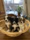 Australian Shepherd Puppies for sale in Olathe, KS, USA. price: $900