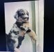 Australian Shepherd Puppies for sale in San Diego, CA, USA. price: $1,850
