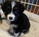 Australian Shepherd Puppies for sale in Winchester, VA 22601, USA. price: NA