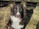 Australian Shepherd Puppies for sale in Toccoa, GA, USA. price: NA