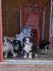 Australian Shepherd Puppies for sale in Treynor, IA 51575, USA. price: NA