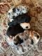 Australian Shepherd Puppies for sale in Wimauma, FL 33598, USA. price: NA