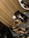 Australian Shepherd Puppies for sale in Jonesborough, TN 37659, USA. price: NA