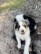 Australian Shepherd Puppies for sale in Clermont, FL, USA. price: NA