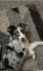 Australian Shepherd Puppies for sale in Warren, MI, USA. price: NA