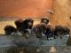 Australian Shepherd Puppies for sale in Alton, IA 51003, USA. price: $800