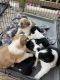 Australian Shepherd Puppies for sale in Cleveland, TN, USA. price: NA