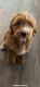 Australian Shepherd Puppies for sale in Austin, TX 78703, USA. price: $1,500