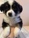 Australian Shepherd Puppies for sale in Deerfield, NH, USA. price: $1,200