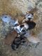 Australian Shepherd Puppies for sale in Riceville, IA 50466, USA. price: $700