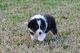 Australian Shepherd Puppies for sale in Dillon County, SC, USA. price: $800