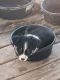 Australian Shepherd Puppies for sale in Kyle, TX, USA. price: $600,900