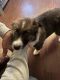 Australian Shepherd Puppies for sale in Olean, NY 14760, USA. price: $350