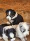 Australian Shepherd Puppies for sale in Perris, CA, USA. price: $1,000
