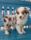 Australian Shepherd Puppies for sale in Dallas, TX 75247, USA. price: NA