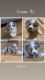 Australian Shepherd Puppies for sale in Huntsville, TX, USA. price: NA