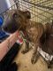 Australian Shepherd Puppies for sale in Cincinnati, OH, USA. price: NA
