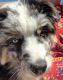 Australian Shepherd Puppies for sale in Palm Springs, CA, USA. price: $1,000