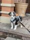 Australian Shepherd Puppies for sale in Canton, MI, USA. price: NA