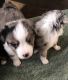 Australian Shepherd Puppies for sale in Carlsbad, CA, USA. price: $15,002,500