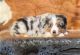 Australian Shepherd Puppies for sale in Miami, FL, USA. price: NA