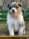 Australian Shepherd Puppies for sale in Winchester, NH, USA. price: $650
