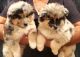 Australian Shepherd Puppies for sale in Massapequa, NY, USA. price: NA