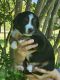 Australian Shepherd Puppies for sale in Wichita, KS, USA. price: NA
