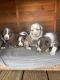 Australian Shepherd Puppies for sale in Conway, SC, USA. price: $850
