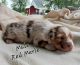 Australian Shepherd Puppies for sale in Sarcoxie, MO 64862, USA. price: $900