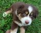 Australian Shepherd Puppies for sale in Murray, KY 42071, USA. price: NA