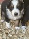 Australian Shepherd Puppies for sale in Clay City, IL 62824, USA. price: $500