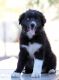 Australian Shepherd Puppies for sale in Kingman, AZ, USA. price: $900