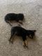 Australian Shepherd Puppies for sale in Columbus, GA, USA. price: $500