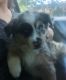 Australian Shepherd Puppies for sale in Henderson, NC, USA. price: $800