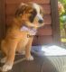 Australian Shepherd Puppies for sale in Bend, OR, USA. price: $500