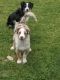 Australian Shepherd Puppies for sale in Loveland, CO, USA. price: NA