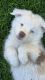 Australian Shepherd Puppies for sale in Lakewood, CO, USA. price: NA