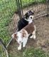 Australian Shepherd Puppies for sale in Ethridge, TN 38456, USA. price: $150
