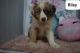 Australian Shepherd Puppies for sale in 2395 Harrison Rd, Fredericksburg, OH 44627, USA. price: NA