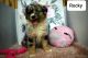 Australian Shepherd Puppies for sale in 2395 Harrison Rd, Fredericksburg, OH 44627, USA. price: NA