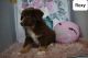Australian Shepherd Puppies for sale in 2395 Harrison Rd, Fredericksburg, OH 44627, USA. price: $600