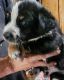 Australian Shepherd Puppies for sale in Rockford, IA 50468, USA. price: $400
