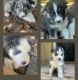 Australian Shepherd Puppies for sale in Mt Airy, NC 27030, USA. price: $300