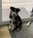 Australian Shepherd Puppies for sale in Des Moines, IA 50321, USA. price: NA