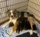 Australian Shepherd Puppies for sale in Peck, MI 48466, USA. price: $1,000