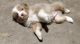 Australian Shepherd Puppies for sale in DeLand, FL, USA. price: NA