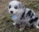 Australian Shepherd Puppies for sale in Indianapolis, IN 46255, USA. price: $600